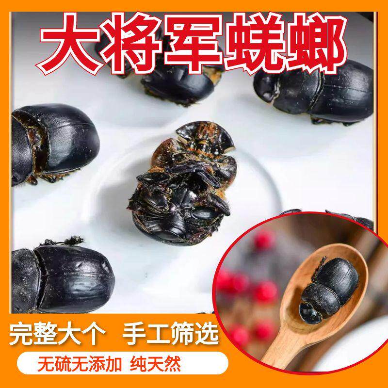 蜣螂中药材药用整只高含量大将军屎壳郎新货无硫干货清水蜣螂虫