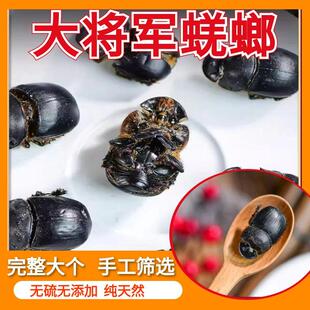 蜣螂中药材药用整只高含量大将军屎壳郎新货无硫干货清水蜣螂虫