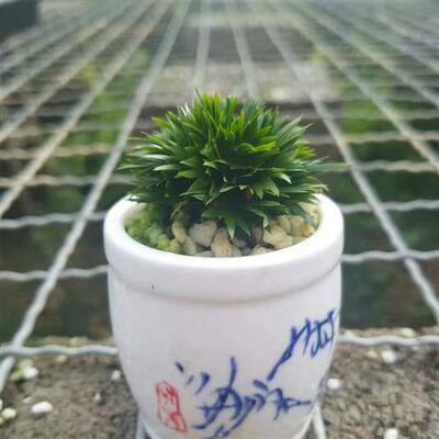 菖蒲贵船苔盆景室内绿植桌面佛系蒲草玩家山野草包邮茶几老桩观叶