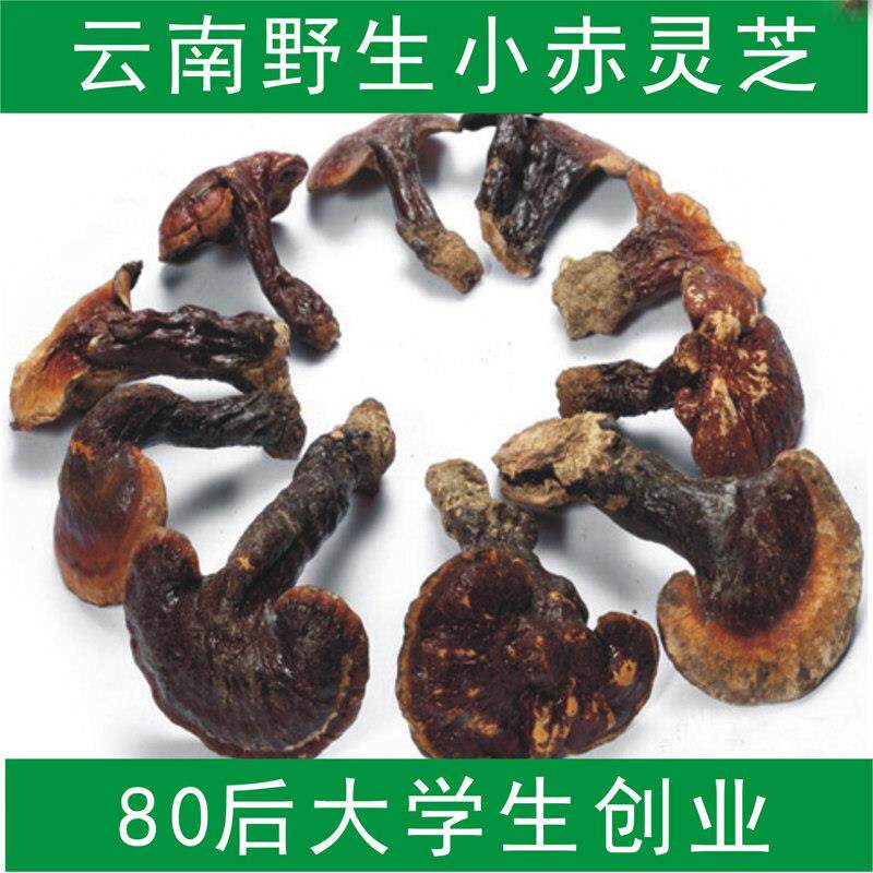 柄赤芝灵林芝生灵芝赤芝野带2-5CM灵芝整枝深山纯天然JOW野生250g
