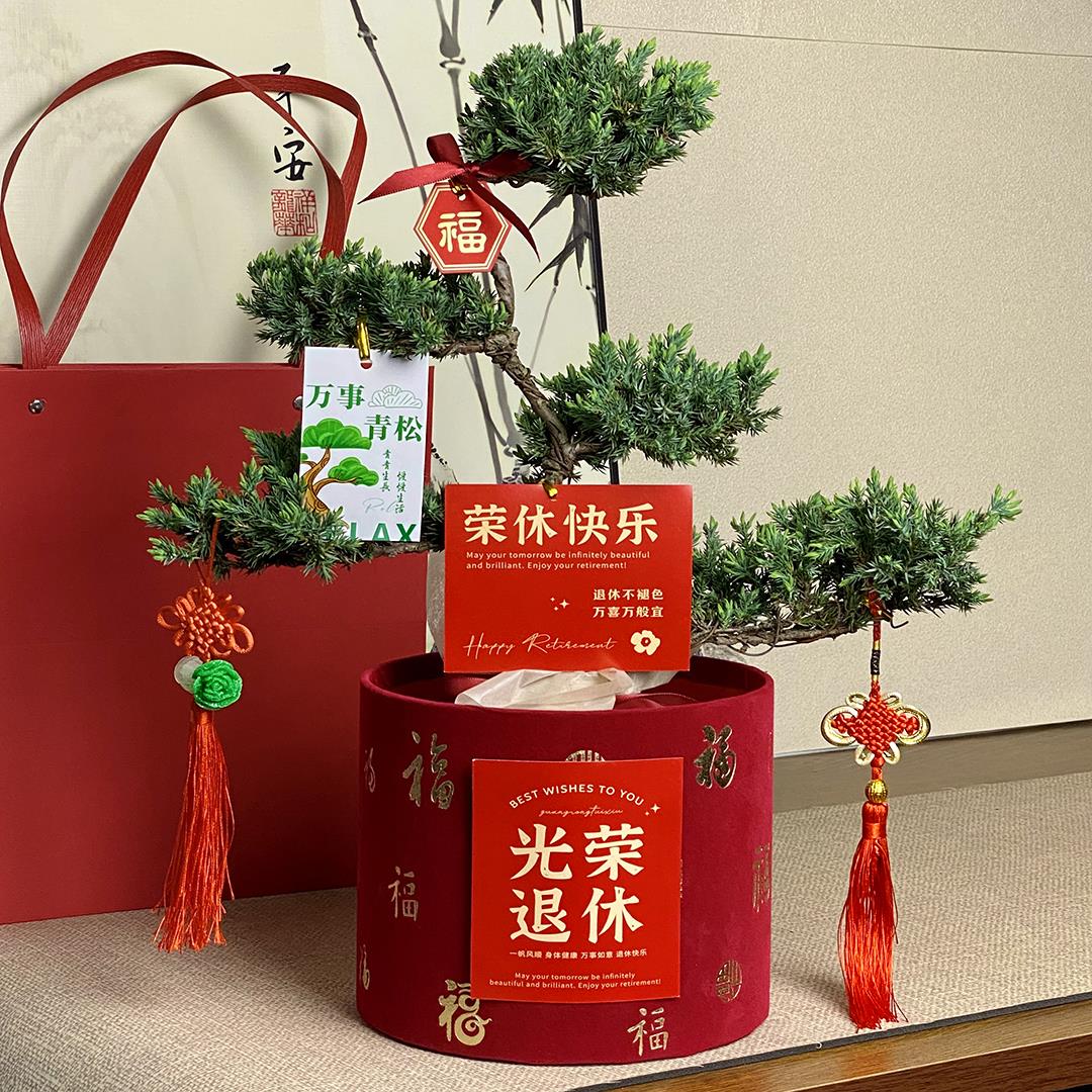 五层塔松盆景光荣退休礼物女青松盆栽植物送老师荣休绿植礼品生日