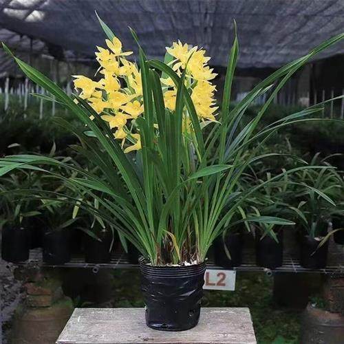 兰花苗建兰四季兰黄金小神童黄花浓香带花苞室内好养易活绿植花卉