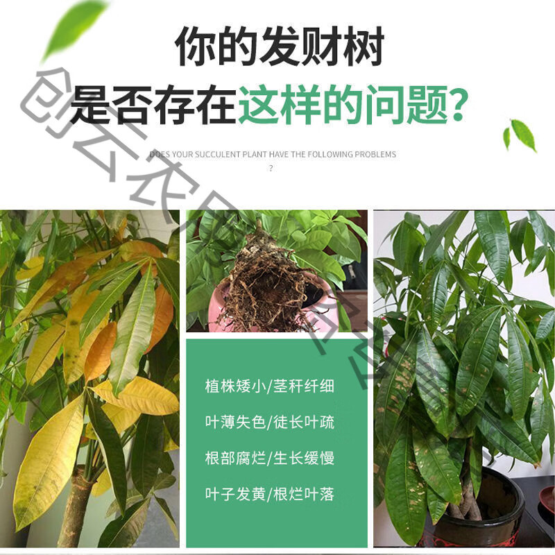 极速盆栽发财树绿植通用养花肥氮磷钾复合I有机肥缓释花卉肥共2瓶