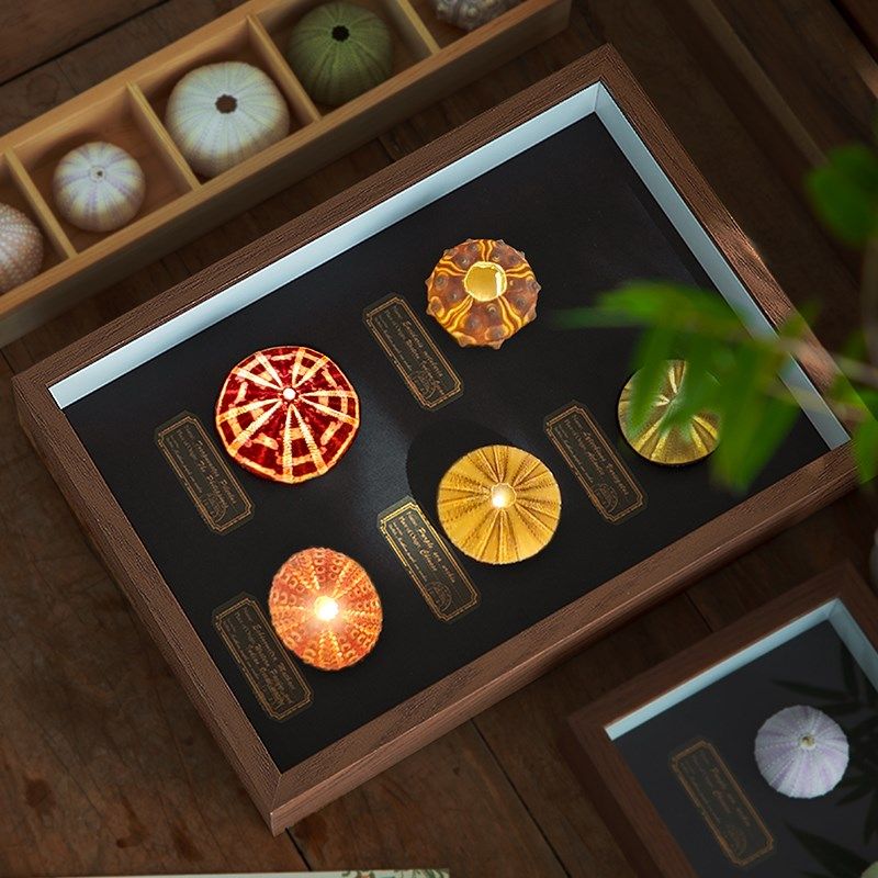 极速天然海胆氛围灯装饰画摆件y相框家居创意植物礼品桌面节日生,家装灯饰光源,氛围灯,淘宝优惠券,粉丝福利购,淘宝优惠卷