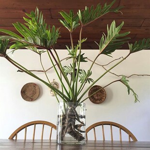 极速植物私生活 小天使蔓绿绒仙羽 观叶绿植 Q水培盆栽 玻璃花瓶