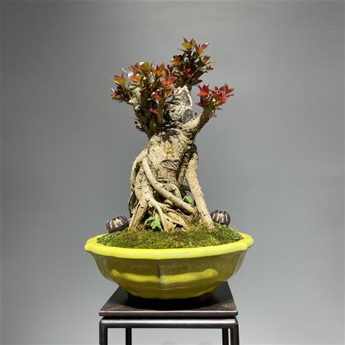 极速水杨梅盆景一l物一拍精品细叶水团花老桩室内外办公桌绿植盆