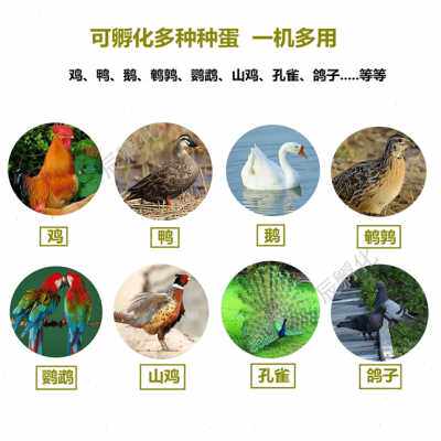 新品爆品新品水床孵化机家用型鸡鸭鹅孵化器55G枚小W型90枚卵蛋箱