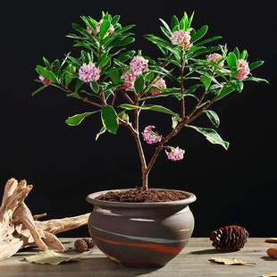 极速金边瑞香f盆栽浓香型耐寒花卉观花植物室内外四季开花小苗大