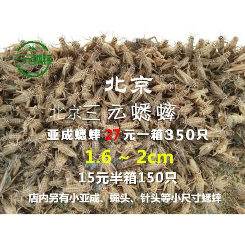 蛐蛐 蟋蟀 白蛐蛐 活体饲料 鱼鸟爬虫 活食 （大亚成）1.6-2厘米