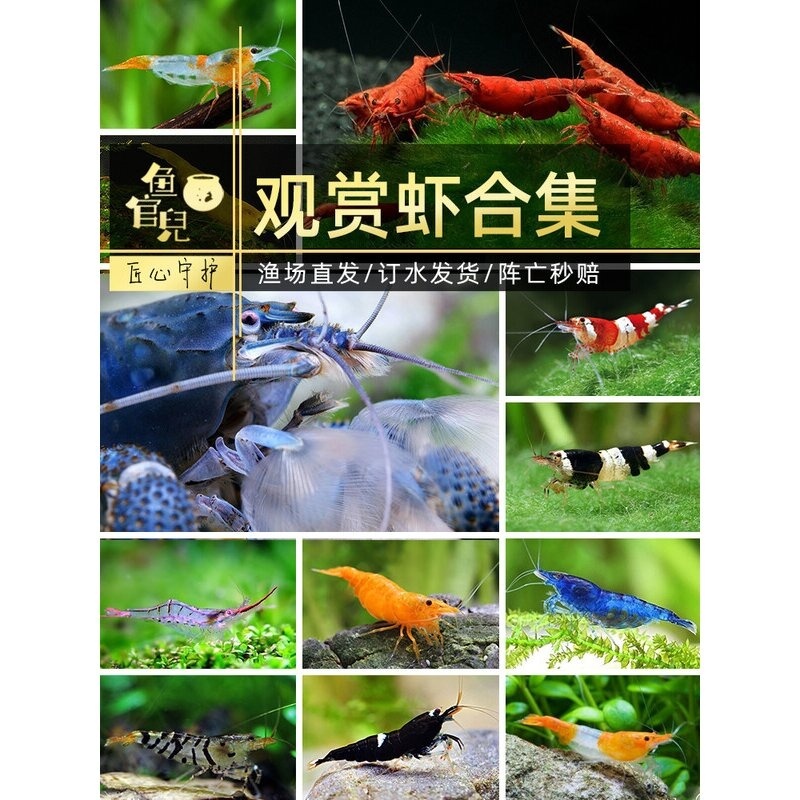 鱼官儿黑壳虾工具虾活体饲料观赏虾樱花虾除藻虾草虾蓝丝绒虾大河