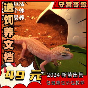 豹纹守宫蜥蜴幼体入门级爬宠活物好养易活的小动物不咬人冷门宠物