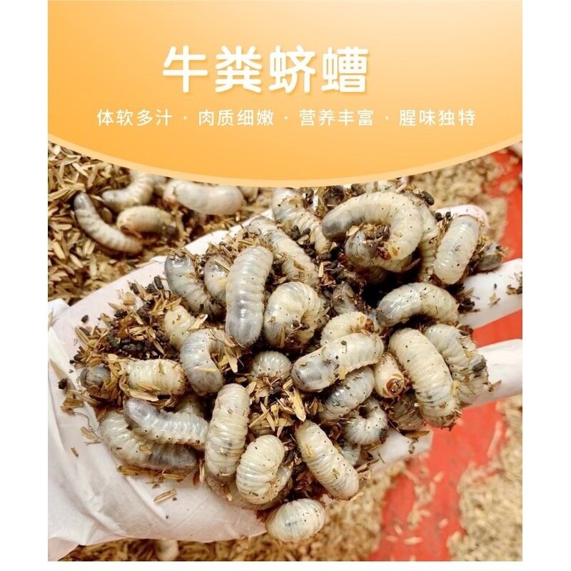 养殖场现货蛴螬大白虫老母虫包邮鲜活钓鱼神器宠物饲料
