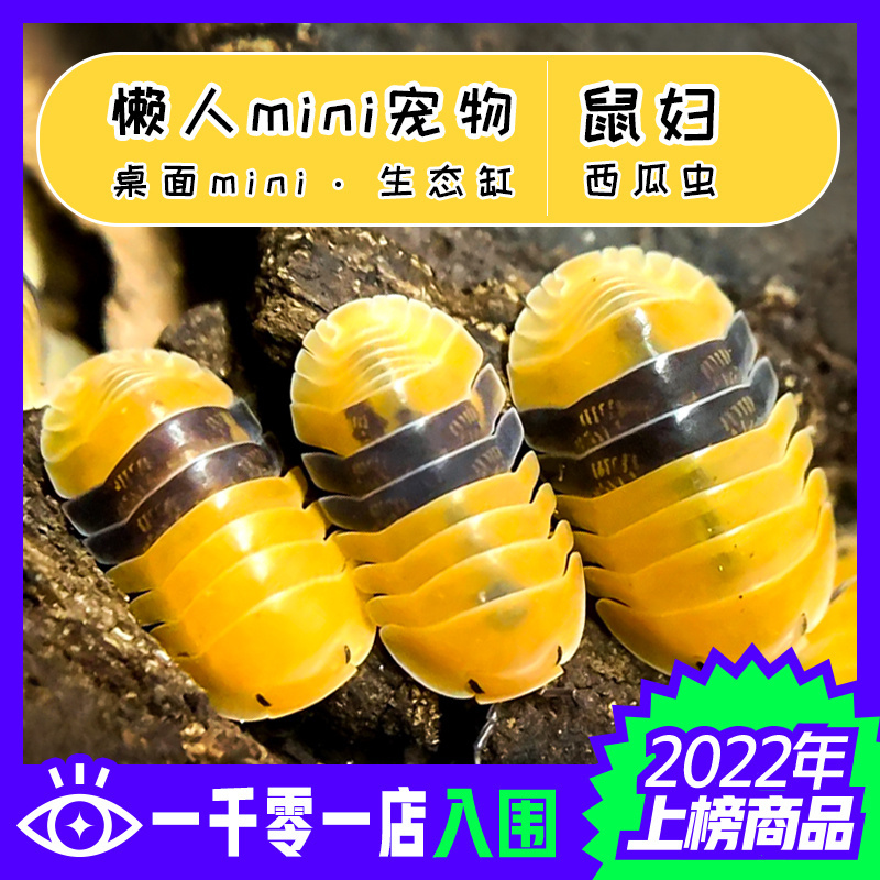 包活 鼠妇活虫宠物潮虫子西瓜虫桌面景观 昆虫爬宠学生物实验观察