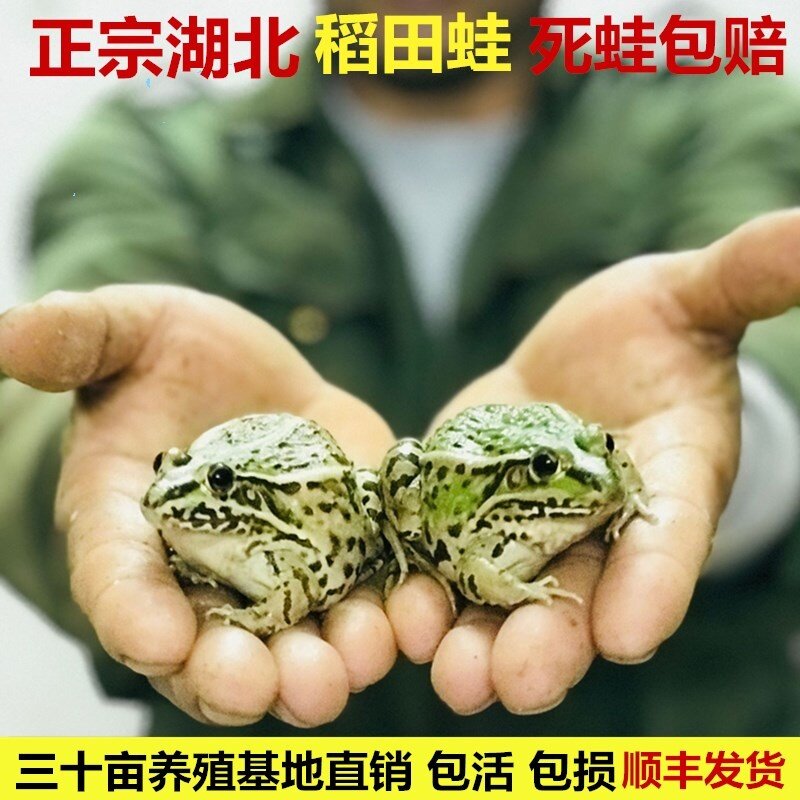 活体小青蛙宠物青蛙稻田养殖基地包技术钓黑鱼幼蛙吃蚊虫黑斑蛙