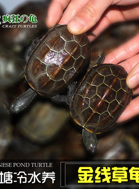 疯狂的龟 纯冷水外塘苏北金线草龟活物小乌龟活体黑金草黑腹墨龟