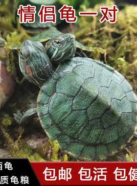 情侣小乌龟活体小巴西龟苗活物绿色彩龟一对红耳家养龟宠物观赏龟