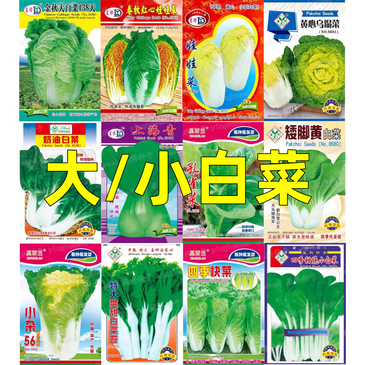 四季快菜大白菜小白菜娃娃菜上海青奶油白菜客家甜白菜蔬菜种子