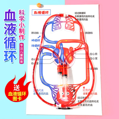 DIY人体血液循环模型科技小制作儿童 小发明科学实验stem创客