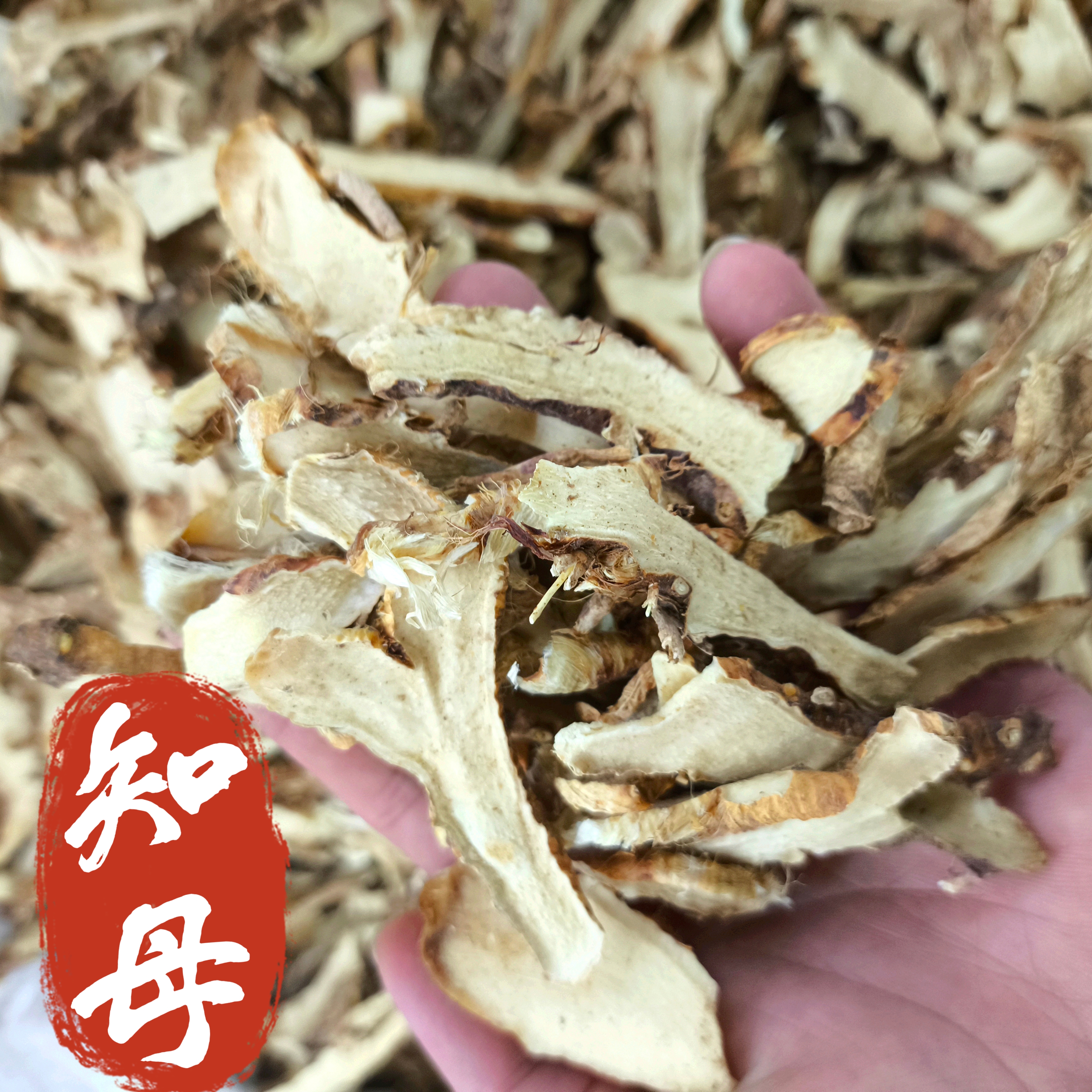 知母中药材 知母片 新品大片知母片 知母切片