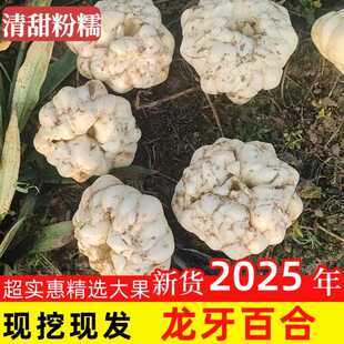湖南隆回龙牙百合甜糯不苦食用新鲜百合大个土产农家现挖