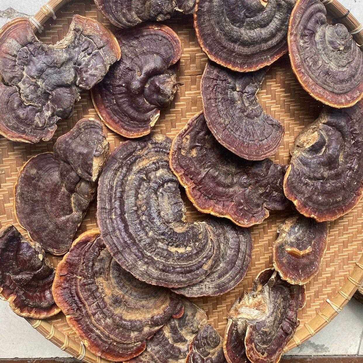 海南五指山深山雨林纯野生无柄赤灵芝整枝灵芝野生灵芝