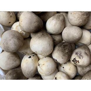 新鲜草菇采摘不泡水爆炒凉拌鸡心菇中国菇酒店农庄精选健康食材