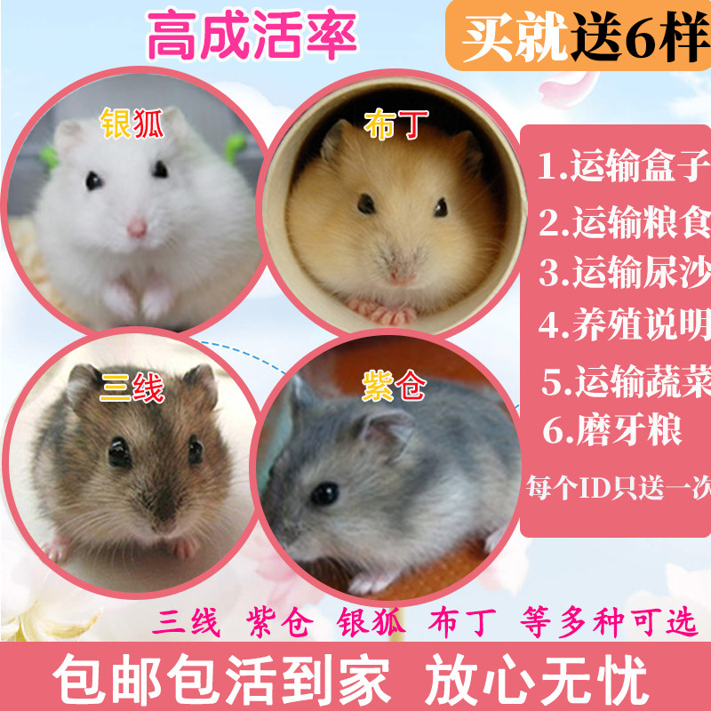 小仓鼠活物三线银狐一对情侣送笼子宝宝金丝熊活体宠物已打疫苗