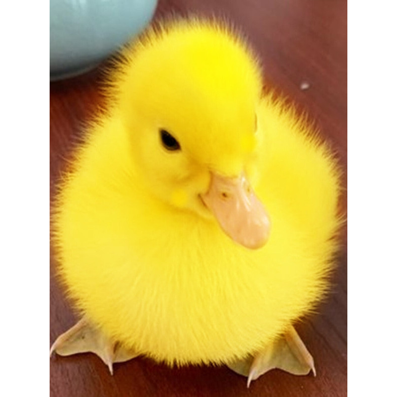 小鸭子活宠物柯尔鸭活宠物可达鸭活宠物活的真小鸭子宠物幼崽活苗