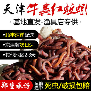 牛粪红蚯蚓鲜活散装盒装特大号活饵料野钓鱼饵全能腥喂鱼