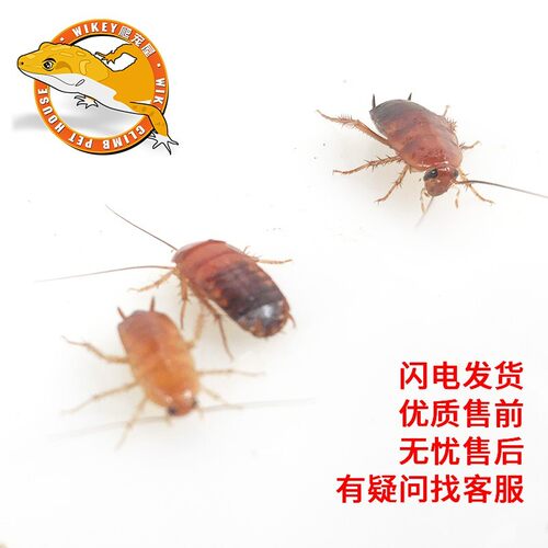 樱桃蟑螂饲料樱桃红蟑螂幼体虫爬宠爬虫鸣虫食物守宫金龙鱼