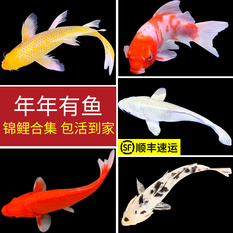 观赏鱼锦鲤活体冷水鱼淡水鱼红草金鱼大型好养耐活鱼红鲤鱼小锦鲤