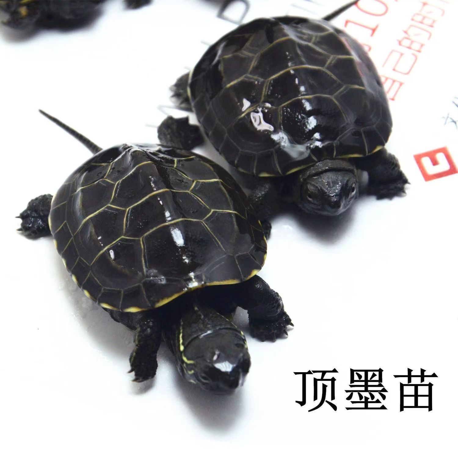 顶墨苗活体小乌龟黑腹全墨中华草龟宠物外塘深水龟招财冷水小龟苗