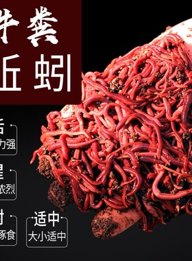 蚯蚓活饵蚯蚓种大二号 活饵太平2号土蚯蚓苗活体养殖邱蚓蚯蚓活物