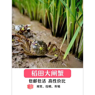 小螃蟹宠物蟹苗河豚斑马狗头巴西龟龙鱼鳄龟活食补钙淡水迷你螃蟹