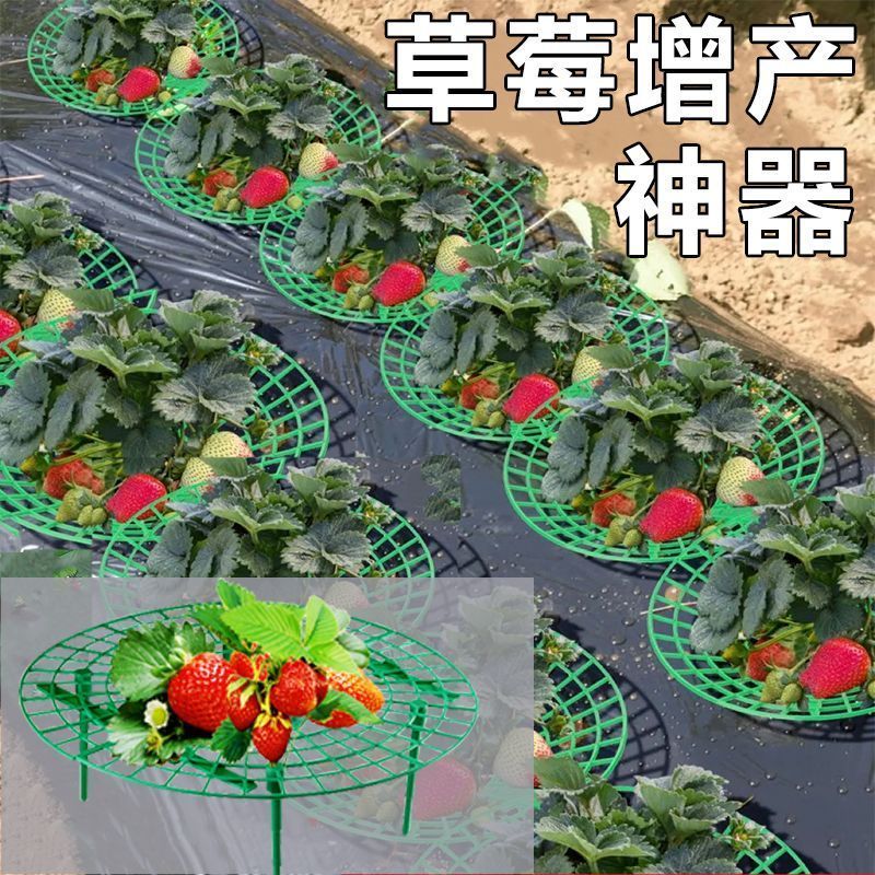 美观实用一体圆形网格草莓托架