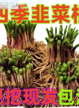 宽叶新紫色根苗韭菜根苗四季盆带土根现挖蔬菜庭院阳台栽韭菜根籽