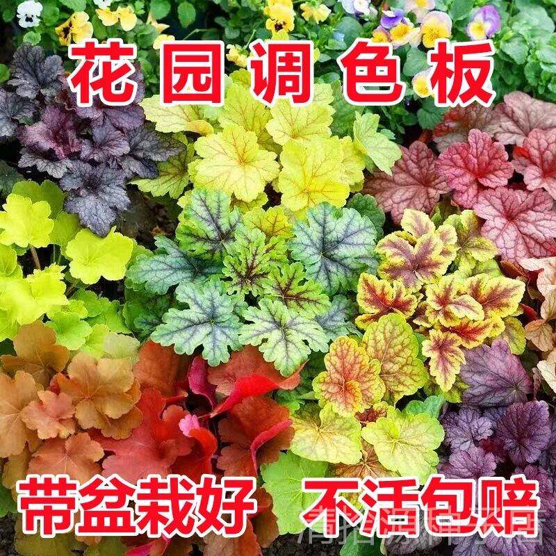 矾根盆栽花卉植物室内花苗四季常青观叶耐寒绿植庭院地被绿化花苗