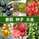 番茄种子大全阳台盆栽肥圣女果樱桃番茄大小西红柿粉果四季 易播种