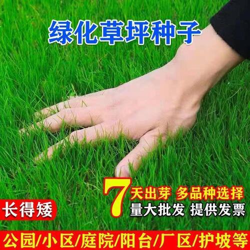 耐寒耐旱早熟禾草坪种子工程土壤绿化草籽矮生四季常青护坡固土种