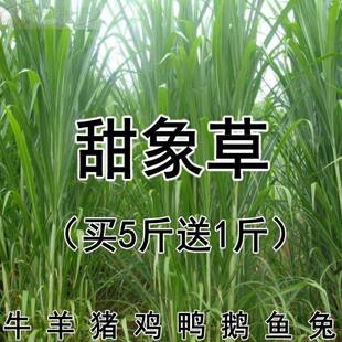 无毛甜象草种3号多年生牧草子甜高梁四季常青高产喂猪牛羊鱼草籽