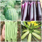 16种开春春蔬菜子套餐丝瓜黄瓜辣椒H季 IREAT豆角蔬玉种C米茄子农