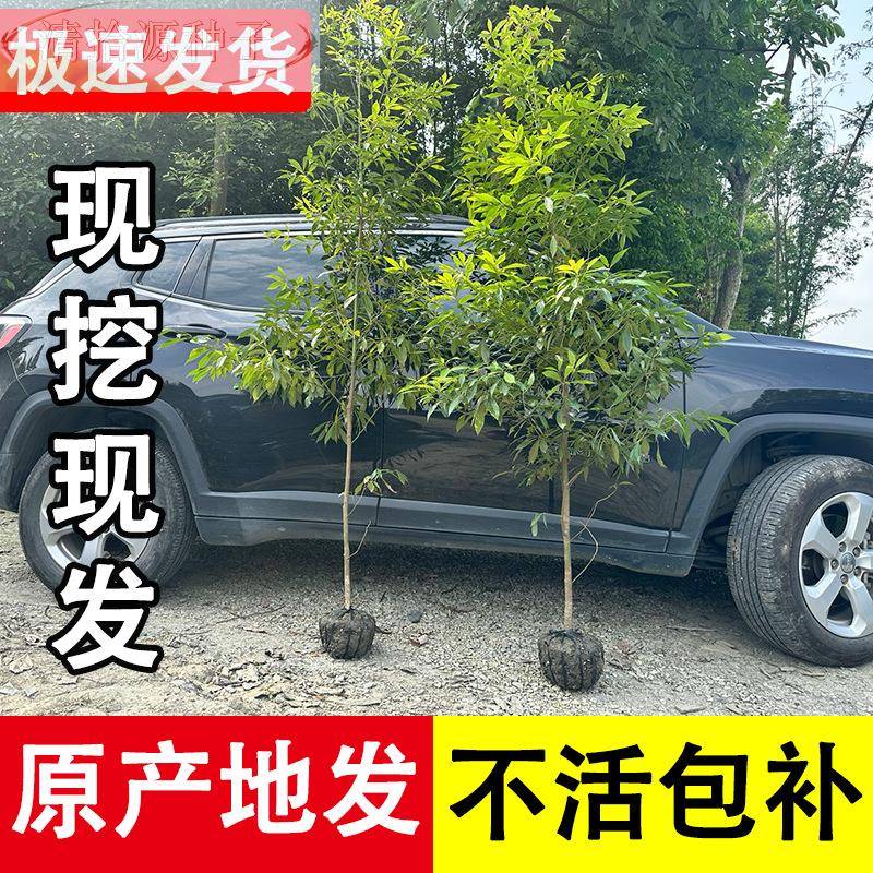 珍稀金丝楠木树苗10棵成都名贵叶桢楠盆栽幼苗植带土种小大树苗