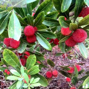 新采摘杨梅种水果子树白种子东魁杨梅种子圣生梅蒂梅树梅包邮