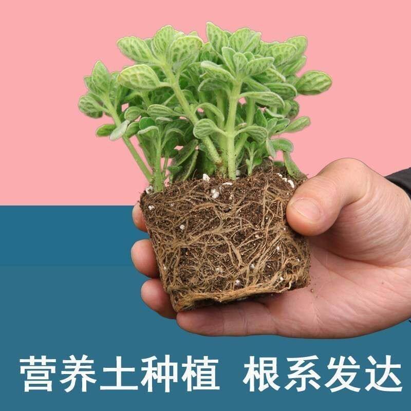 碰碰香一抹香盆栽无机肥植物荷绿植室内香味花卉阳台薄驱蚊肉老桩