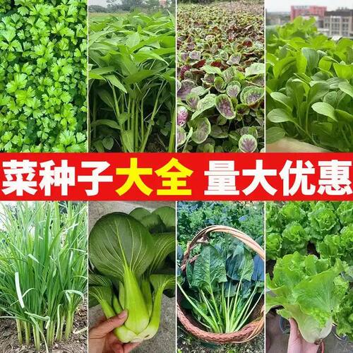 66种开春季春I蔬菜子套餐丝瓜黄瓜辣椒HR蔬CEAT豆角玉种米茄子农