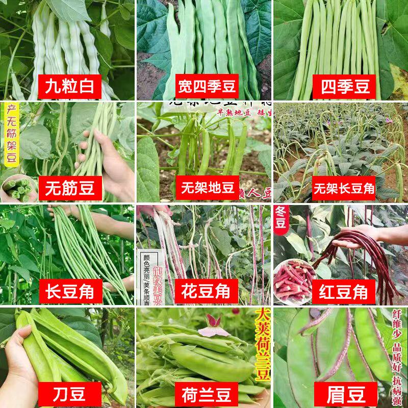 豆角种子大全长豇豆无架豆籽四季豆扁豆刀春秋豆植物蔬菜种子去虫