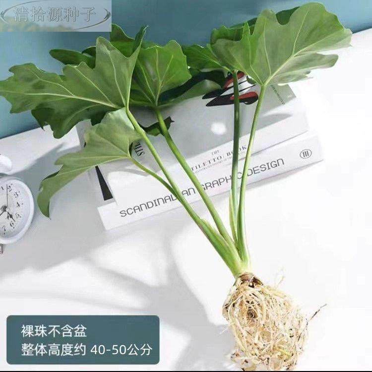 春雨绿植盆栽花卉植物室内易养活龟无背竹土春羽水培植物室内好养