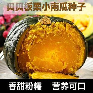 贝贝南瓜种春秋四季绿红面瓜板栗味粉糯香甜栗小南瓜窝子瓜种籽正