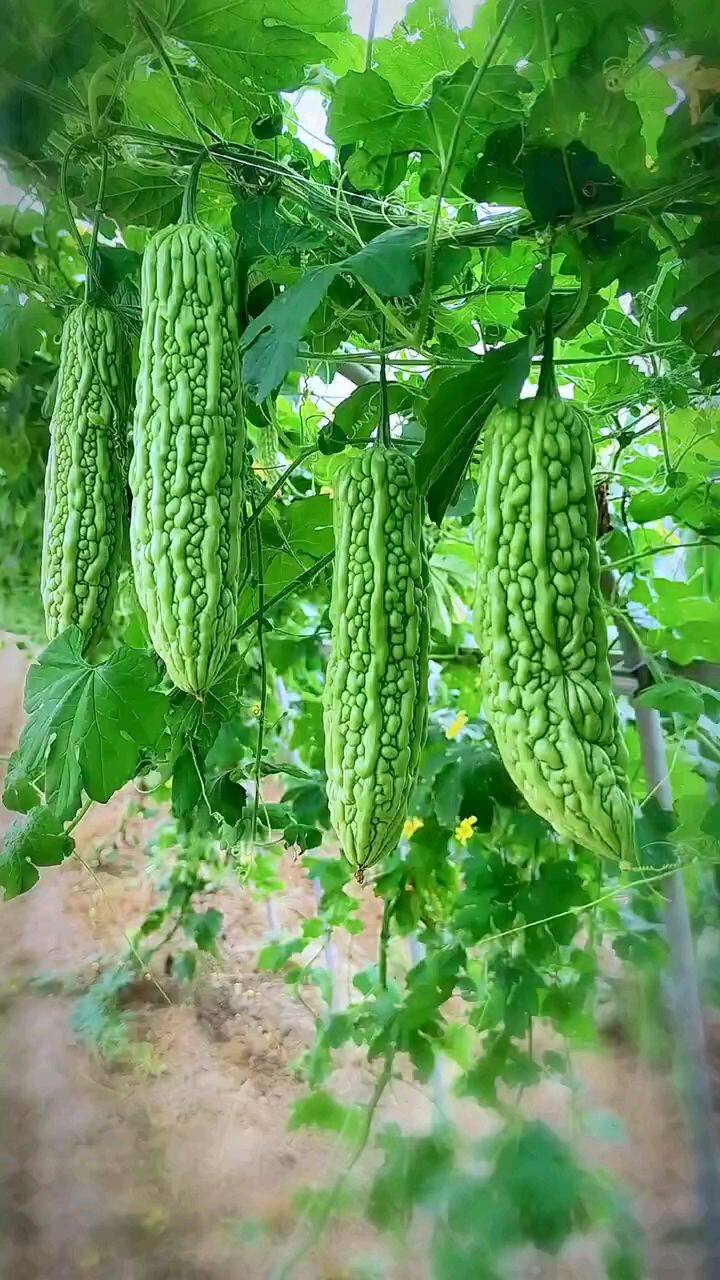 绿苦瓜种子园艺长绿苦瓜疙瘩绿四季特大抗病秋播长青苦瓜蔬菜园艺