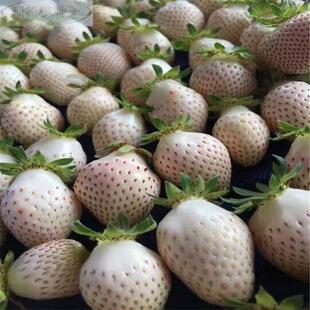 阳台盆栽白草莓苗地 菠萝莓小白草莓苗白基色的草莓苗红颜草莓苗